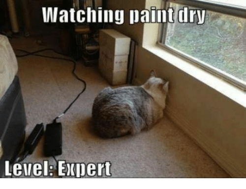 watching-paint-dry-level-expert-20443984